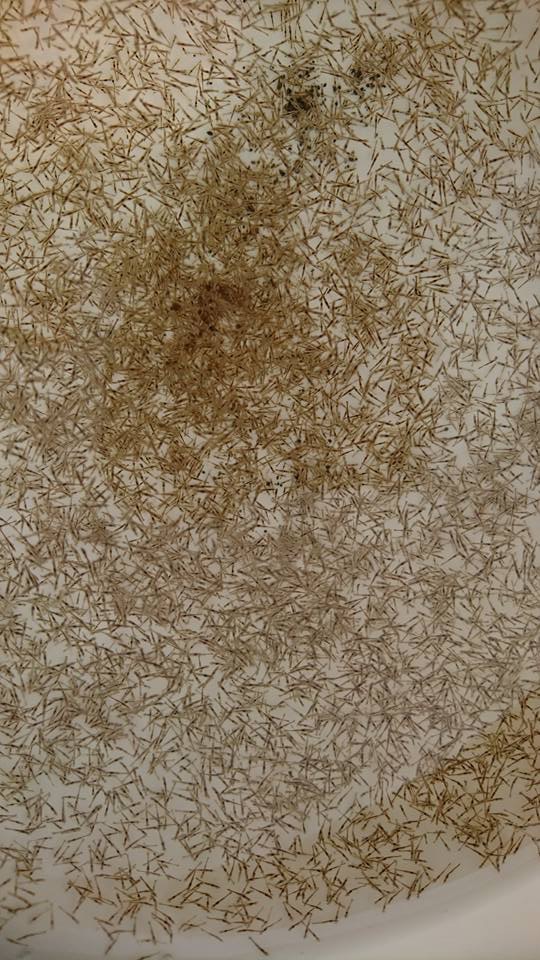 Sand shrimp